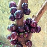 Jaboticaba Red Hybrid (Plinia Cauliflora) Fruit Plant (Home & Garden Plants)