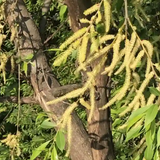 Birth Star : Purva Ashada|Pooradam (Plant: Aattupala-Salix Tetrasperma|Tinospora Cordifolia|Calamus Pseudotenuis) (H&G)