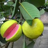Red Gua(Psidium guajava) Fruit Live Plant (Home & Garden)