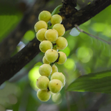 Burmese Grape Fruit (Baccaurea ramiflora) Seedling Fruit Plant (Home & Garden Plants)