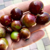 Jaboticaba Escarlate (Plinia Cauliflora) Fruit Plant (Home & Garden Plants)