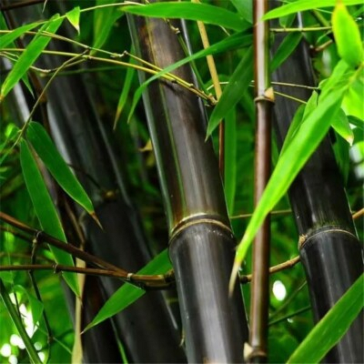 Black Bamboo(Phyllostachys nigra)Live Plant (Home & Garden)