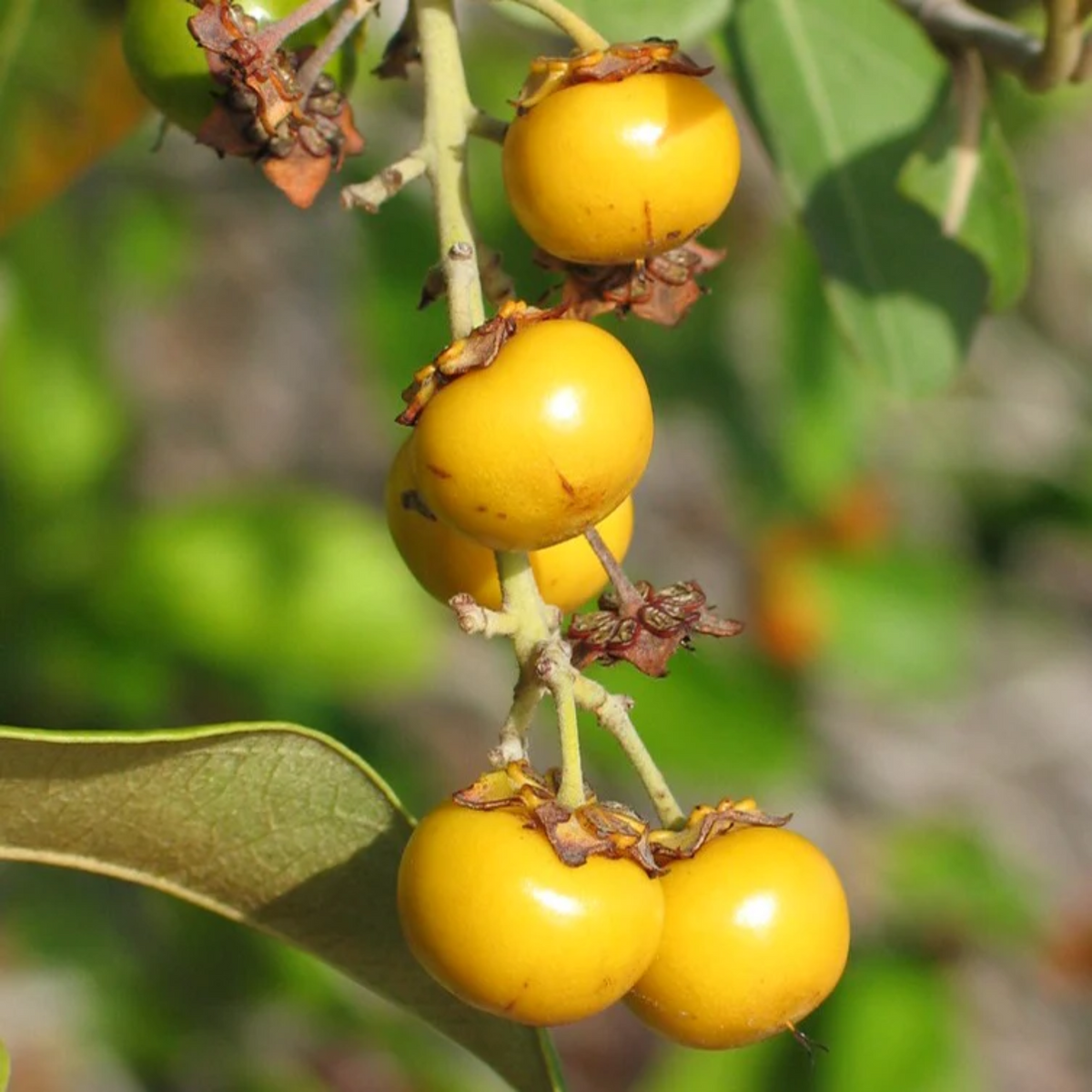 Yellow Nance Fruit (Byrsonima Crassifolia) Seedling Fruit Plant (Home & Garden Plants)