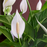 Spathiphyllum Cupido Peace Lily Large Flowered Flowering/Ornamental Live Plant In Pot (Home & Garden)