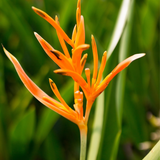 Parrot heliconia(Heliconia psittacorum) Live Plant (Home & Garden)