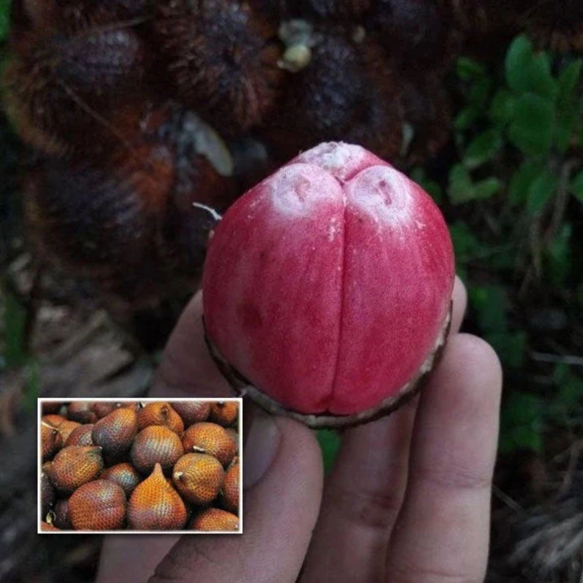 Red Salak fruit (Salacca Zalacca) Seedling Fruit Plant (Home & Garden Plants)