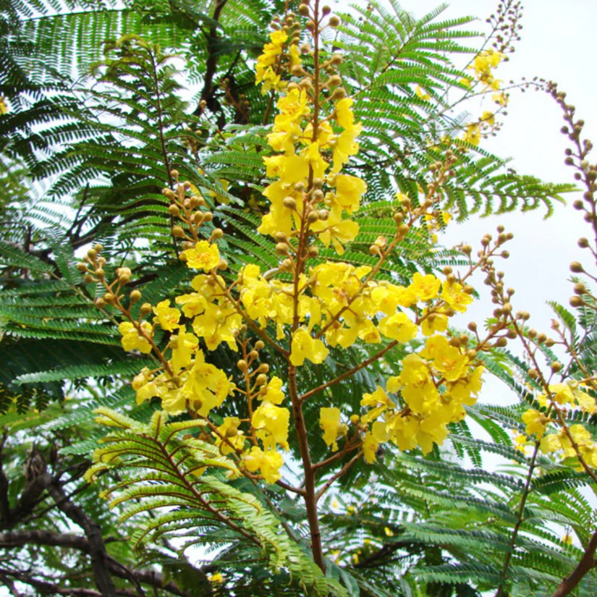 Peltophorum ferrugineum ( Avenue Trees) Live Plant (Home & Garden)
