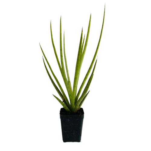 Silver Mikado (Sansevieria bacularis) - Live Snake Plant For Indoor (Home & Garden)