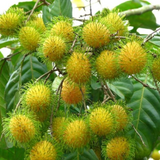 Rambutan E35 Yellow Live Plant (Home & Garden)