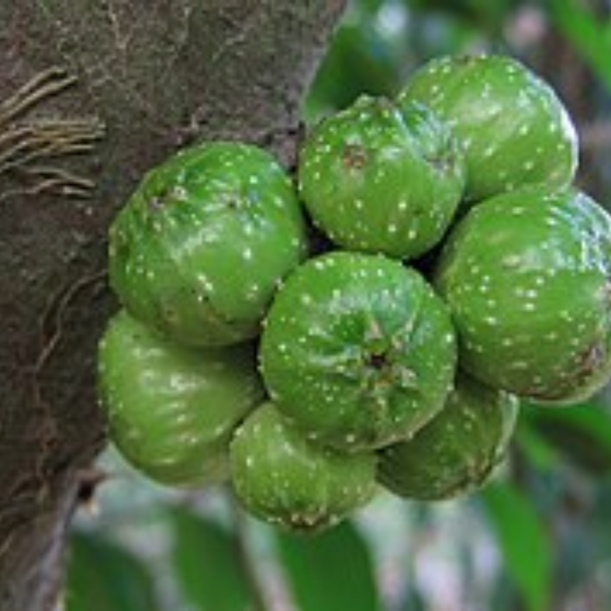 kola Nitrida Live Plant (Home & Garden)