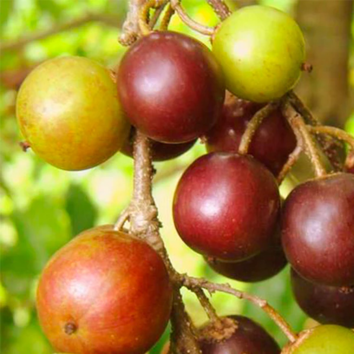 Governor's Plum (Flacourtia Indica) Fruit Plant (Home & Garden Plants)