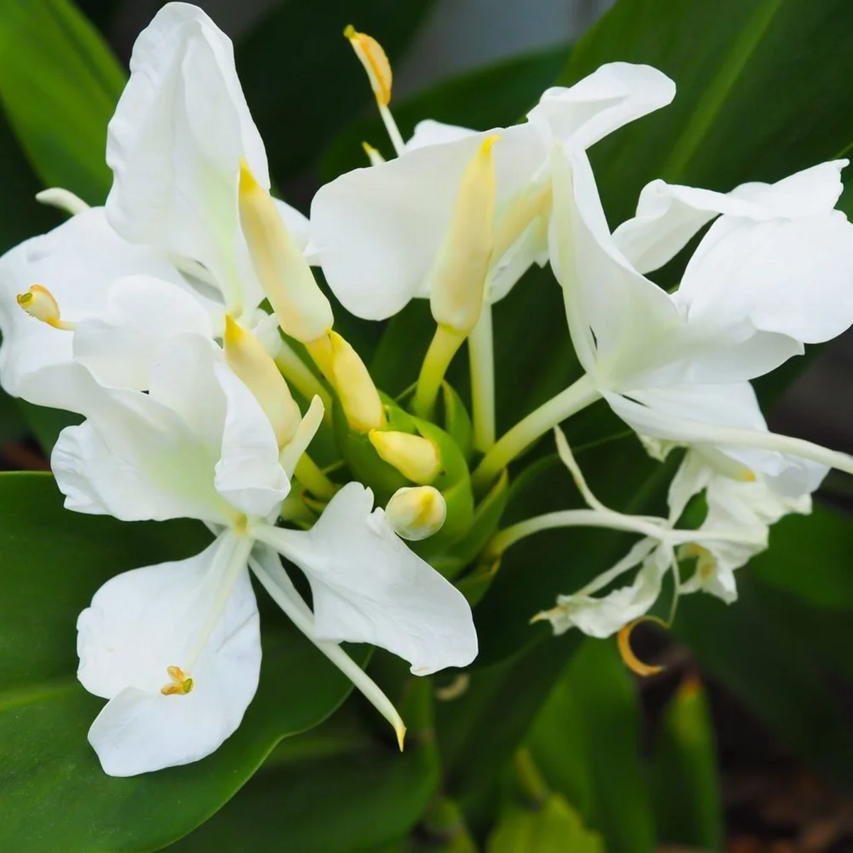 White Ginger Lily / Kalyana Sougandhikam (Hedychium coronarium) Live Plant (Home & Garden) (Copy)