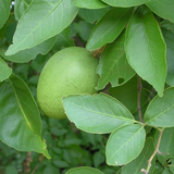 Koovalam(Aegle marmelos)  Live Medicinal Plant (Home & Garden)