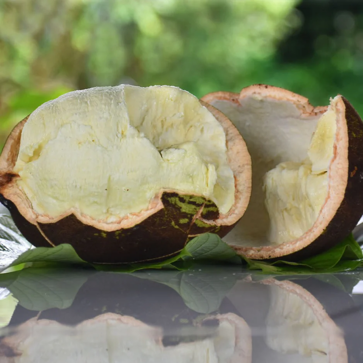 Cupassu Fruit (Theobroma Grandiflorum) Fruit Plant (Home & Garden Plants)