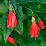 Sleeping Hibiscus Red (Malvaviscus) Flowering /Ornamental Live Plant (H&G)