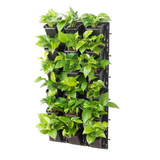 Biowall Vertical Garden With Plants (Money Plant Green) For Home & Garden
