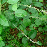 Oorila Desmodium gangeticum)  Live Medicinal Plant (Home & Garden)