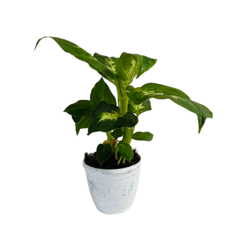 Dieffenbachia Sparkles in 4 Inch Pot - Live Plant (Home & Graden)