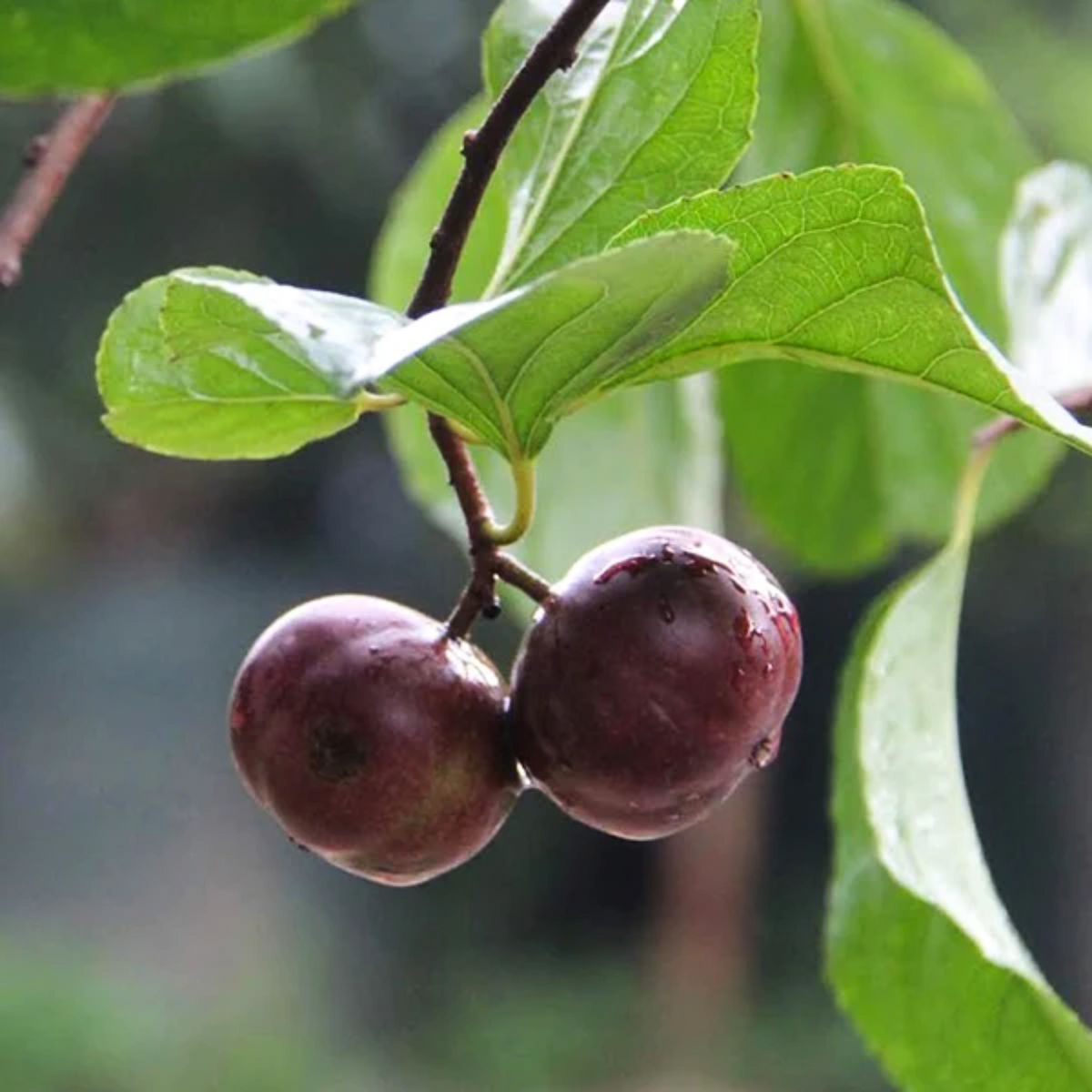 Manila cherry Fruit (Flacourtia SP) Fruit Plant (Home & Garden Plants)