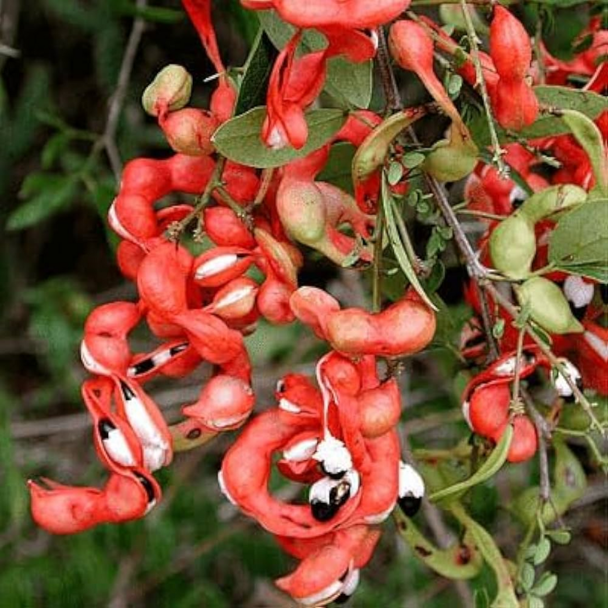 Madras Thorn Plant (Kodukka Puli) Live Plant (Home & Garden)
