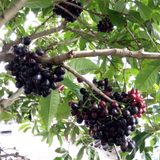 Lipote Fruit (Syzygium Curranii) Seedling Fruit Live Plant (Home & Garden)