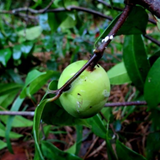 Pitabu Fruit (Willughbeia Angustifolia) Seedling Fruit Plant (Home & Garden Plants)