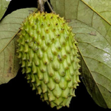 Annonilla (Annona hypoglauca) Seedling Fruit Plant (Home & Garden Plants)