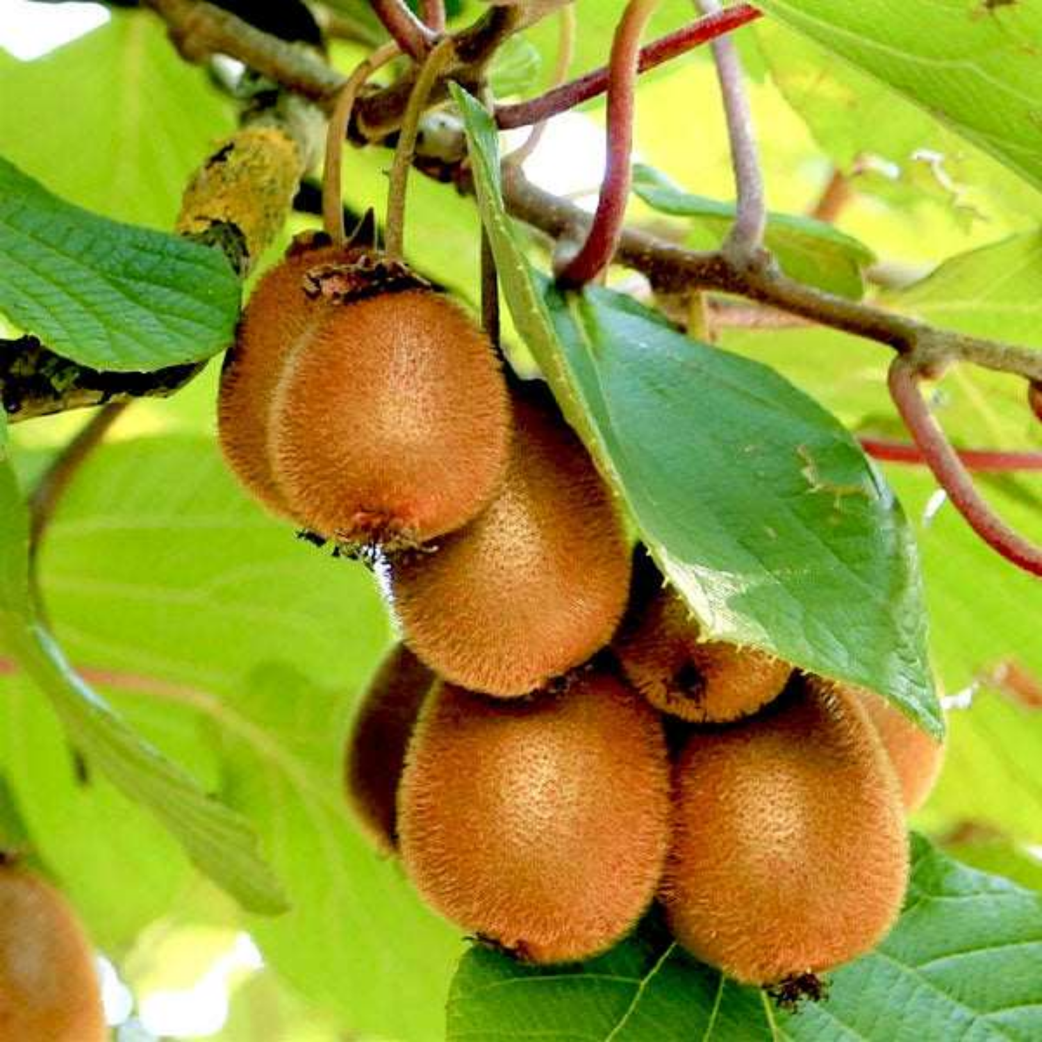 Kiwi Fruit (Actinidia deliciosa) Grafted Fruit Live Plant (Home & Garden)