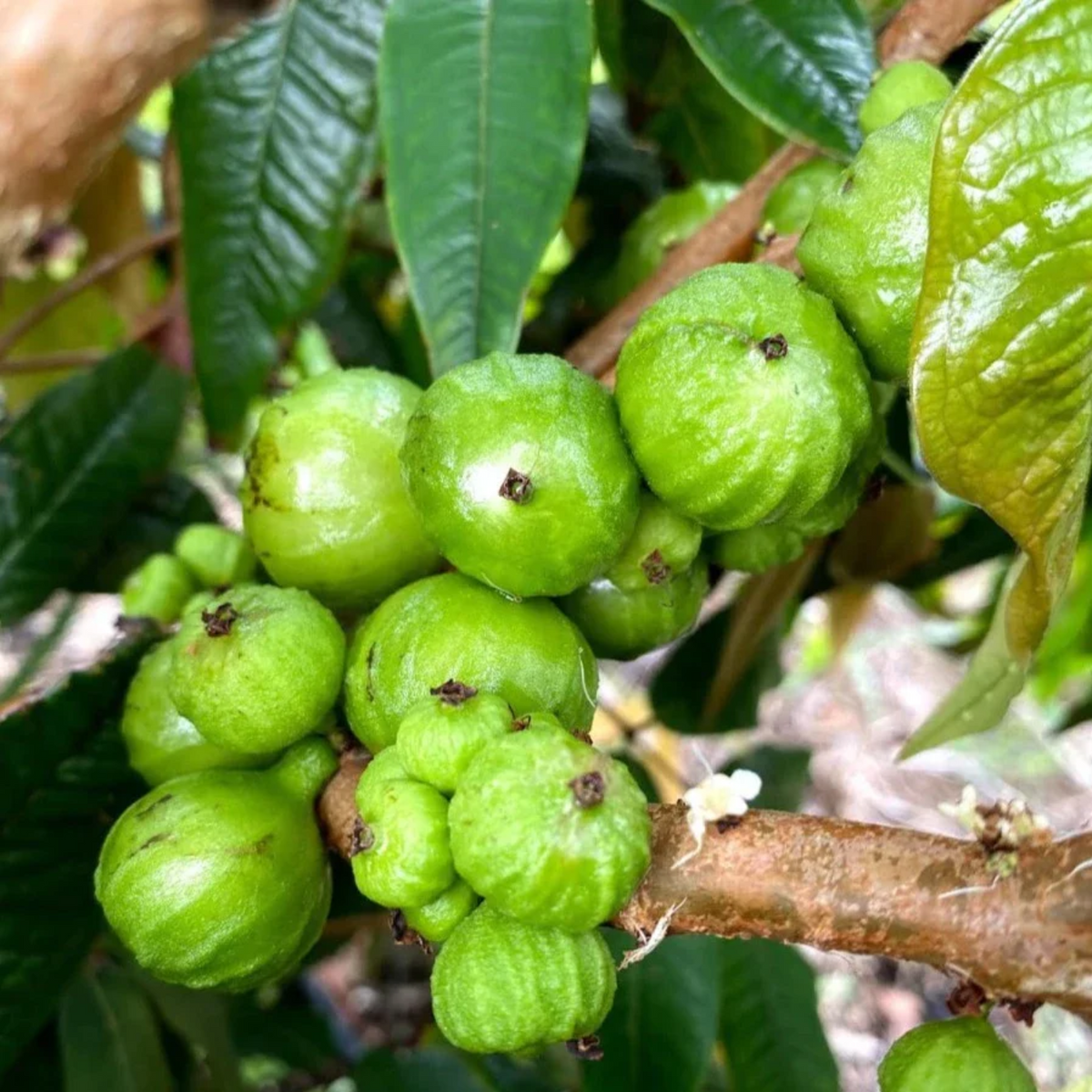 Jaboticaba Branca (Phitrantha Branca) Fruit Plant (Home & Garden Plants)