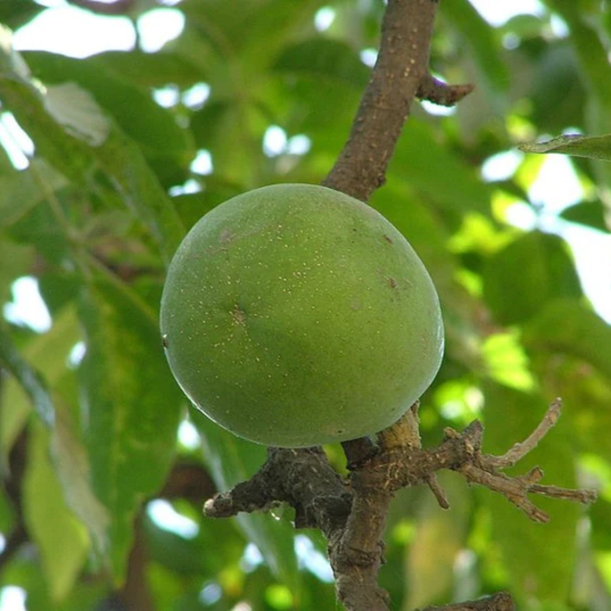 Wooly Leaved Sapote (Casimiroa Tetrameria) Seedling Fruit Plant (Home & Garden Plants)