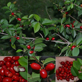 Mystery Fruit (Syzygium sp) Seedling Fruit Plant (Home & Garden Plants)