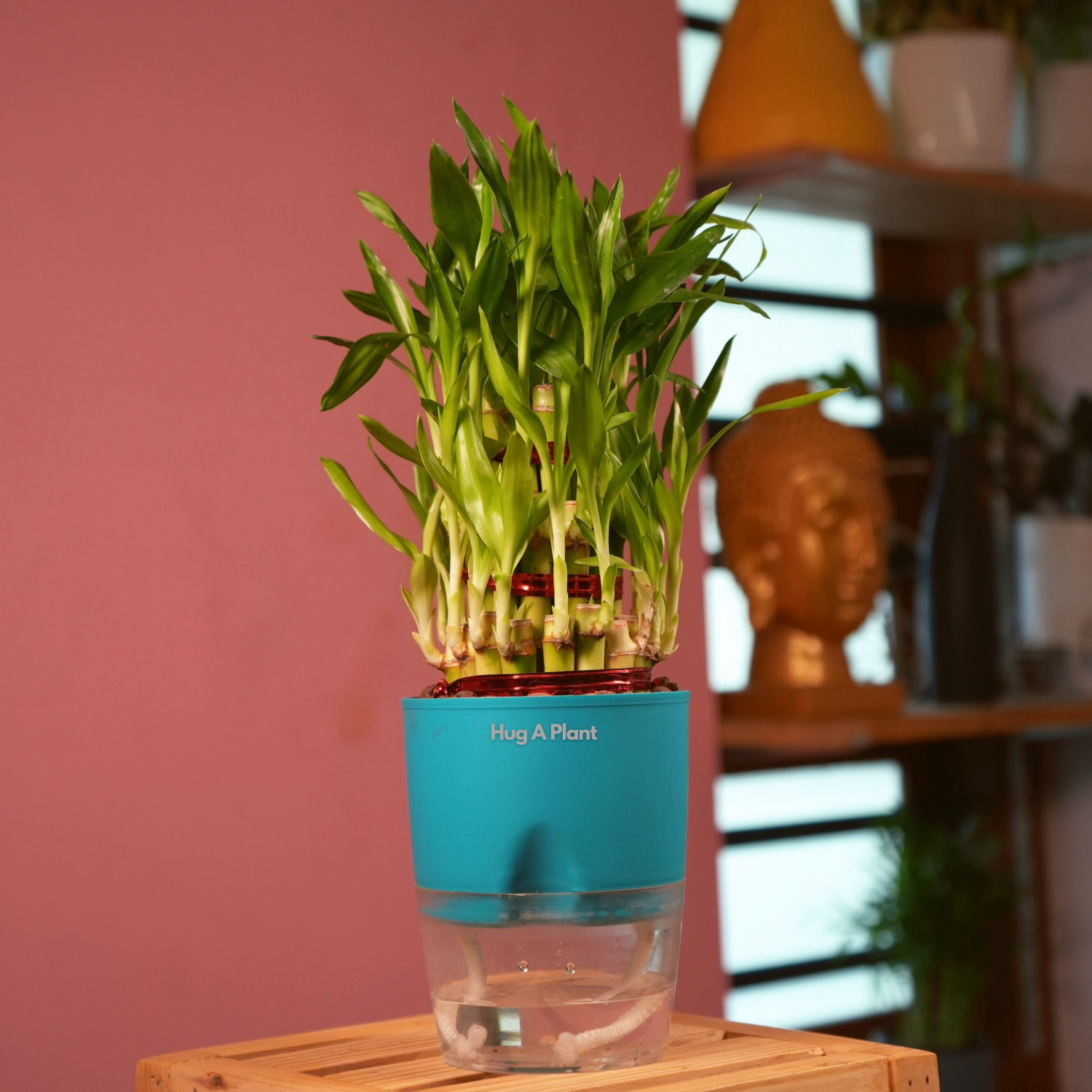 3 Layer Lucky Bamboo - Live Plant (With Self-Watering Pot & Plant)