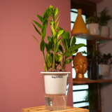 ZZ Plant Green (Zamioculcas zamiifolia) - Live Plant ( With 5 Inch Self-Watering Pot & Plant)