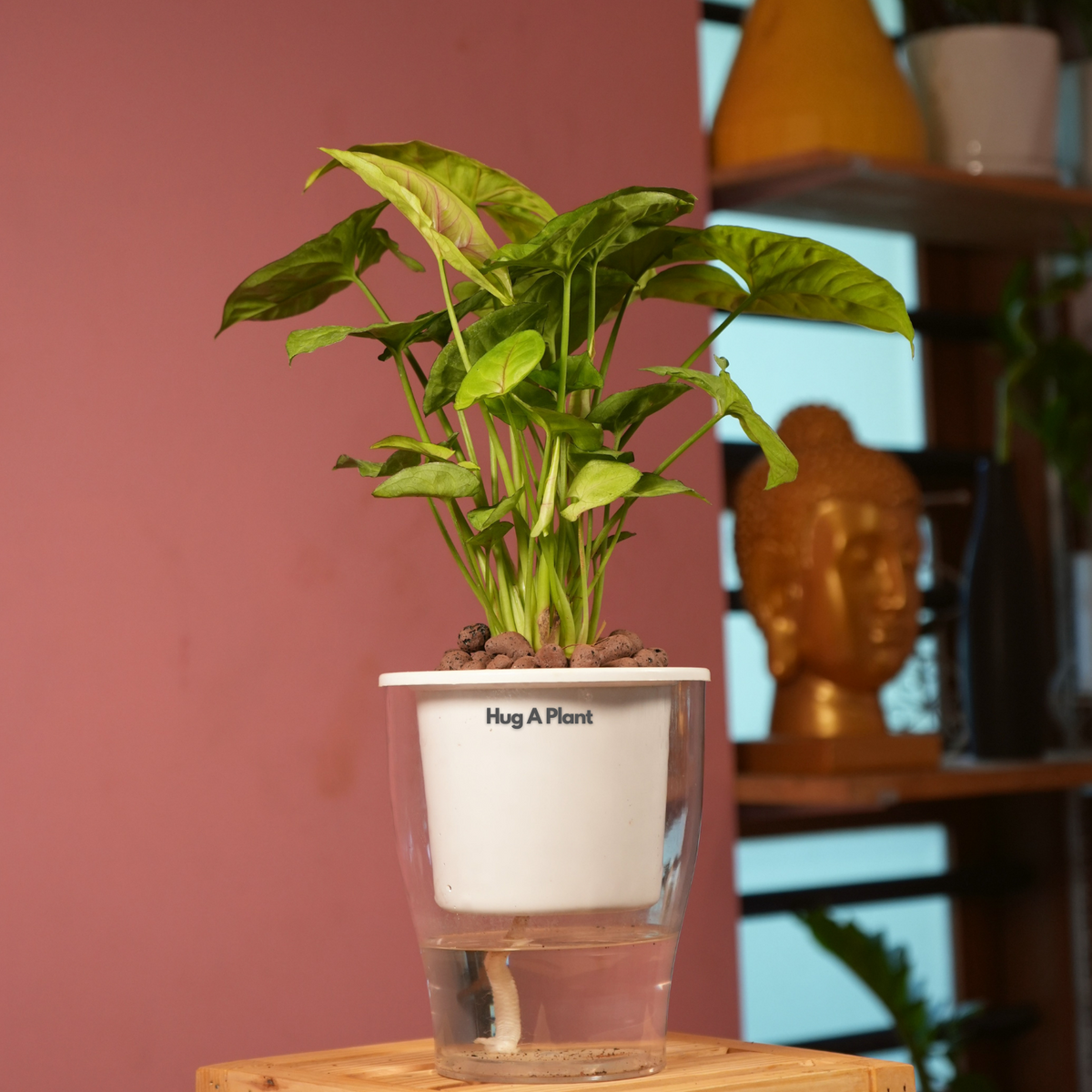 Syngonium Lemon - Live Plant (With 5 Inch Self-Watering Pot & Plant)