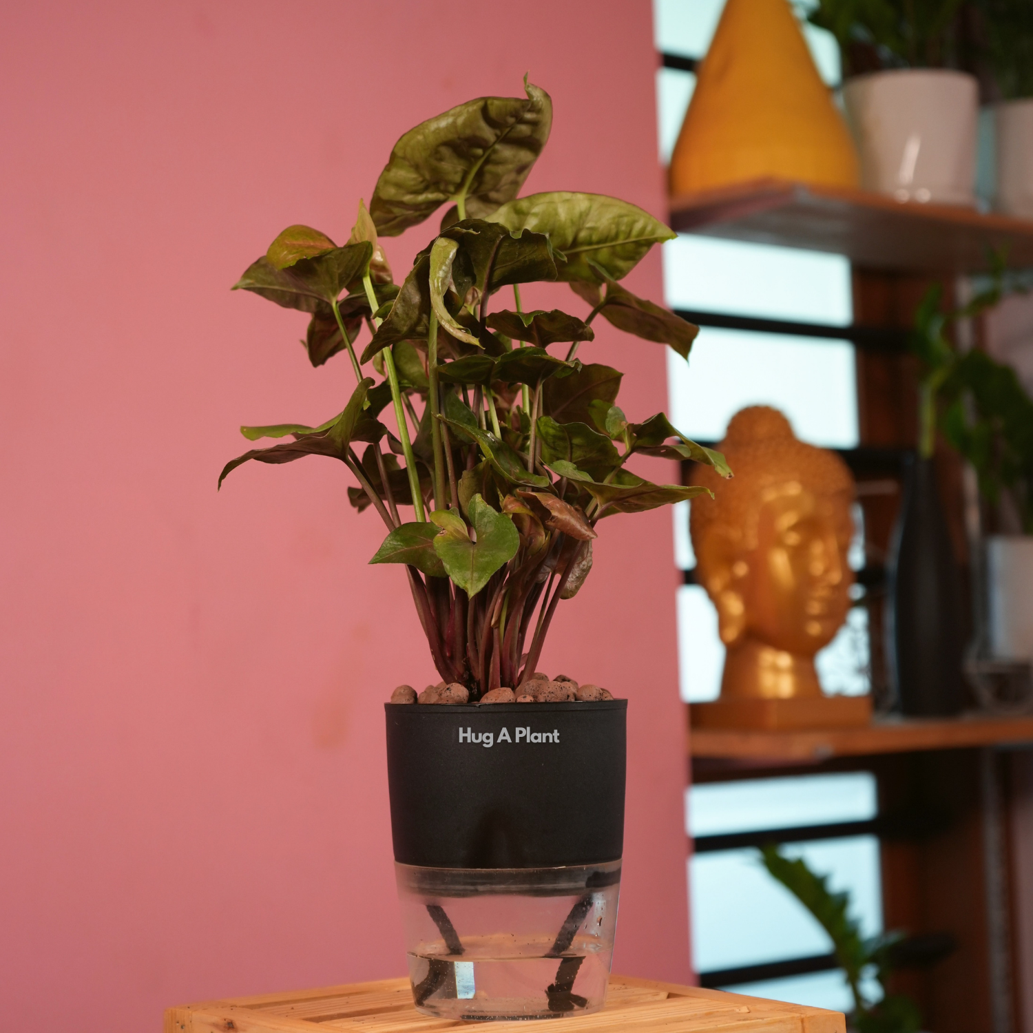 Syngonium Red Plum Plant (Pink veins) - Live Plant (With Self-Watering Pot & Plant)
