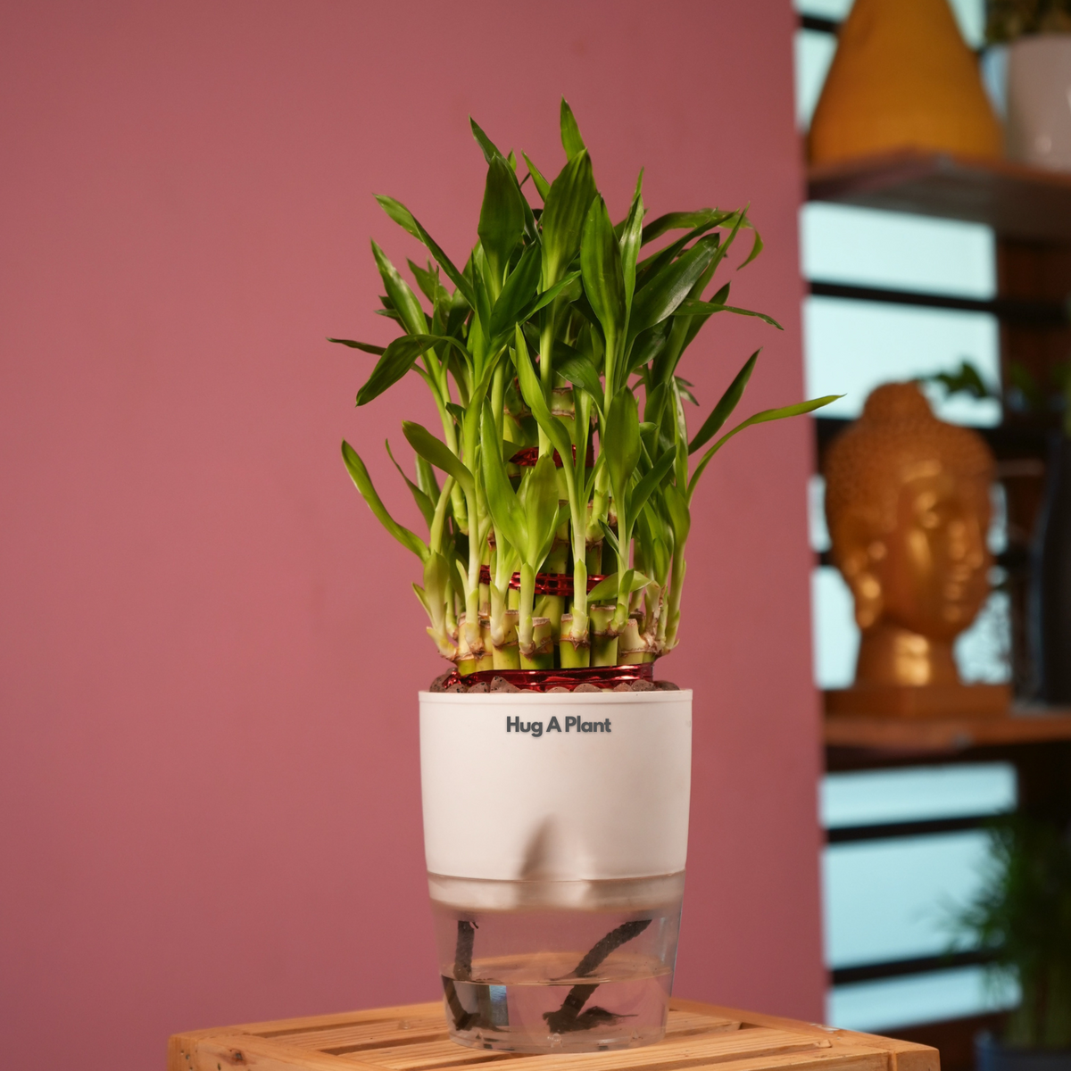 3 Layer Lucky Bamboo - Live Plant (With Self-Watering Pot & Plant)