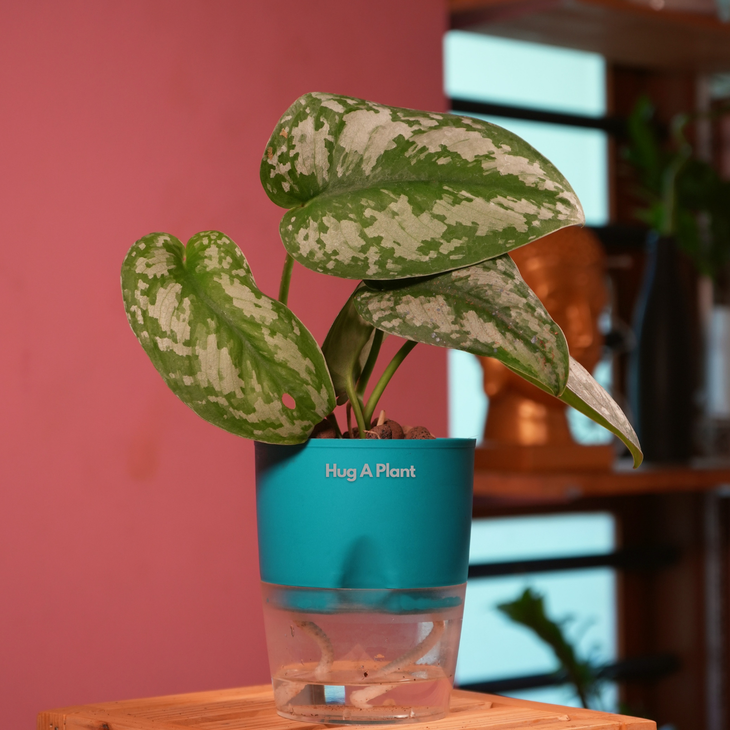 Silver Pictus / Silver Satin Pothos - Live Plant ( 4 Inch With Self-Watering Pot & Plant)