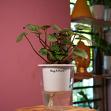 Watermelon Peperomia (Peperomia argyreia) - Live Plant (With 5 Inch Self-Watering Pot & Plant)