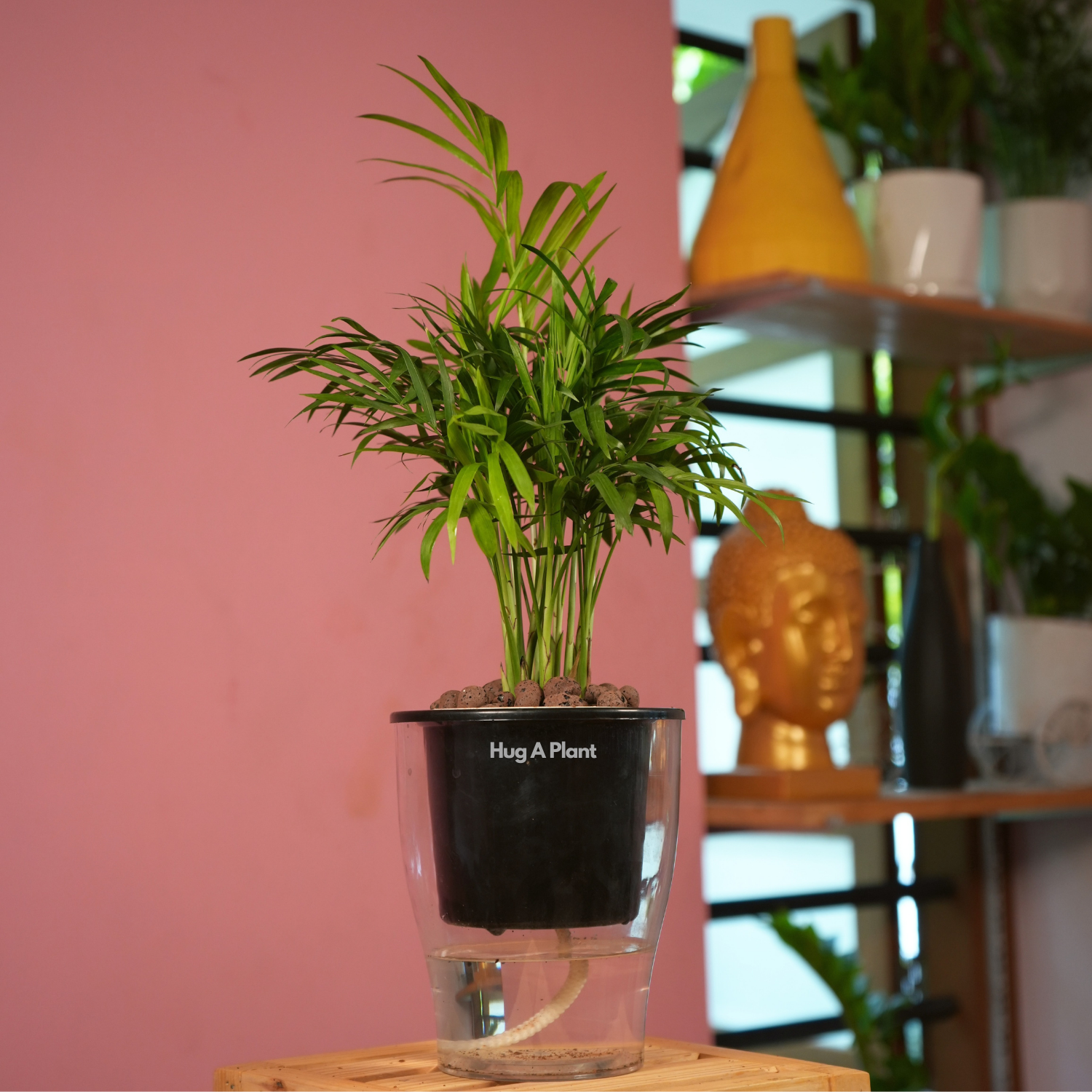 Chamaedorea Palm (Chamaedorea seifrizii) - Live Plant (With 5 Inch Self-Watering Pot & Plant)