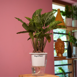 Calathea Freddie / Peacock Plant- Live Plant (With 5 Inch Self-Watering Pot & Plant)