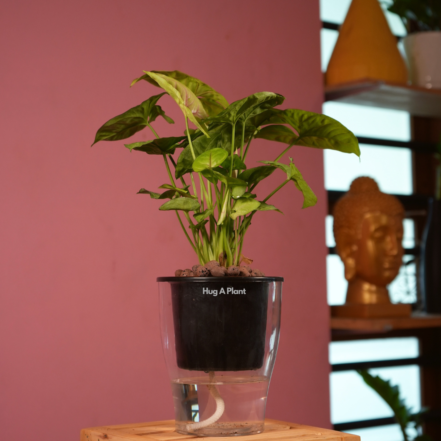 Syngonium Lemon - Live Plant (With 5 Inch Self-Watering Pot & Plant)