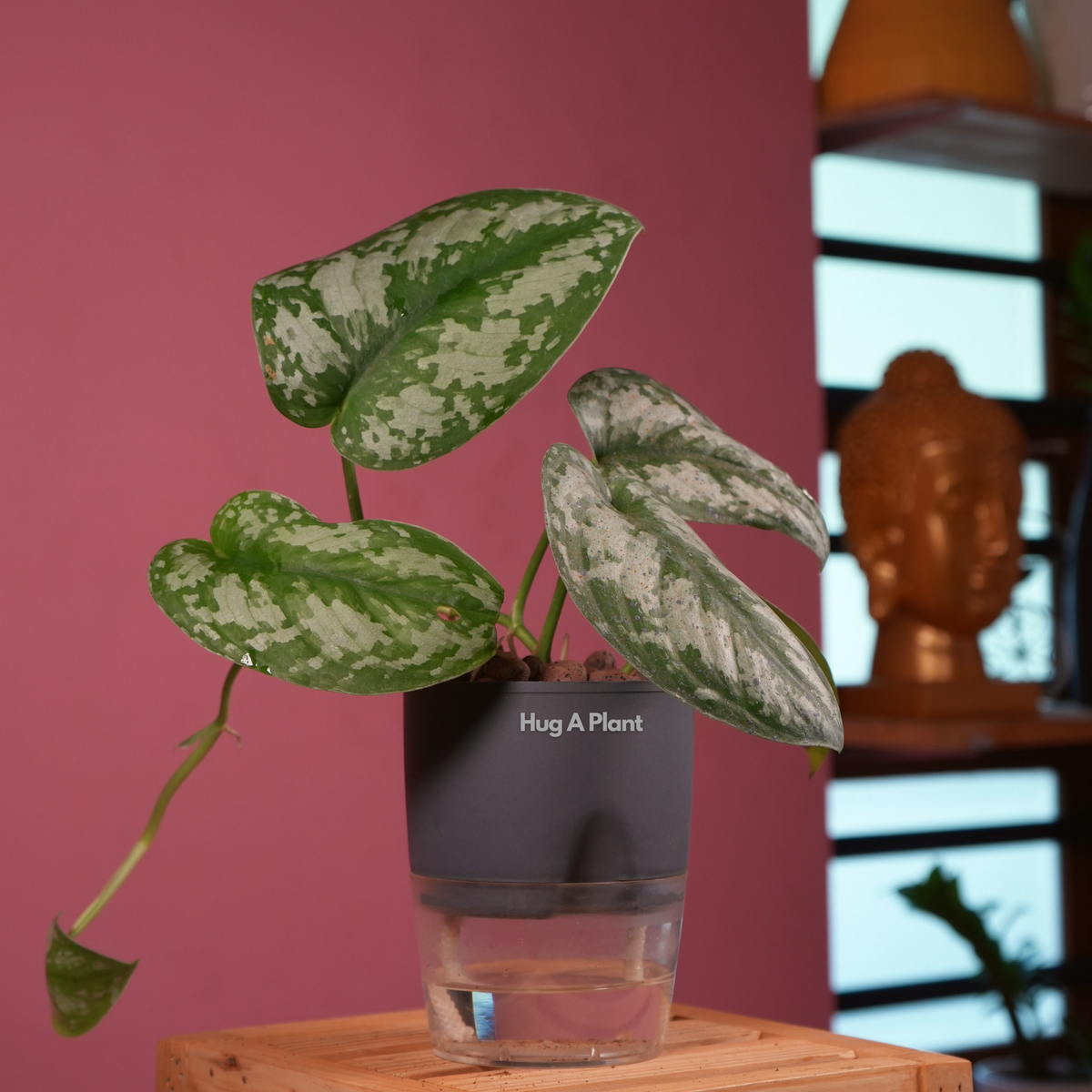 Silver Pictus / Silver Satin Pothos - Live Plant ( 4 Inch With Self-Watering Pot & Plant)