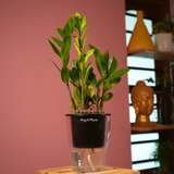 ZZ Plant Green (Zamioculcas zamiifolia) - Live Plant ( With 5 Inch Self-Watering Pot & Plant)