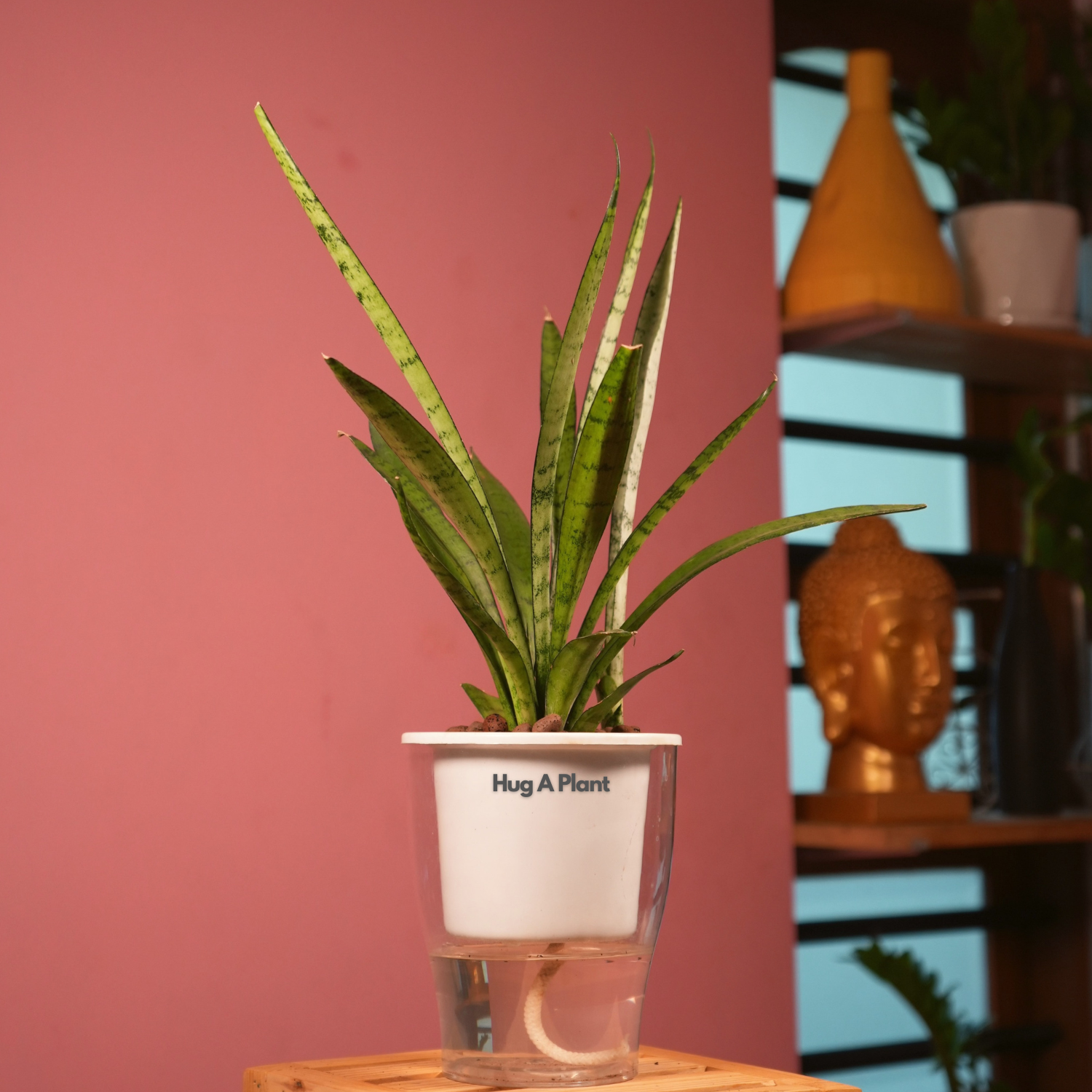 Sansevieria Silver Princess / Snake Plant (Sansevieria trifasciata)- Live Plant (With 5 Inch Self-Watering Pot & Plant)