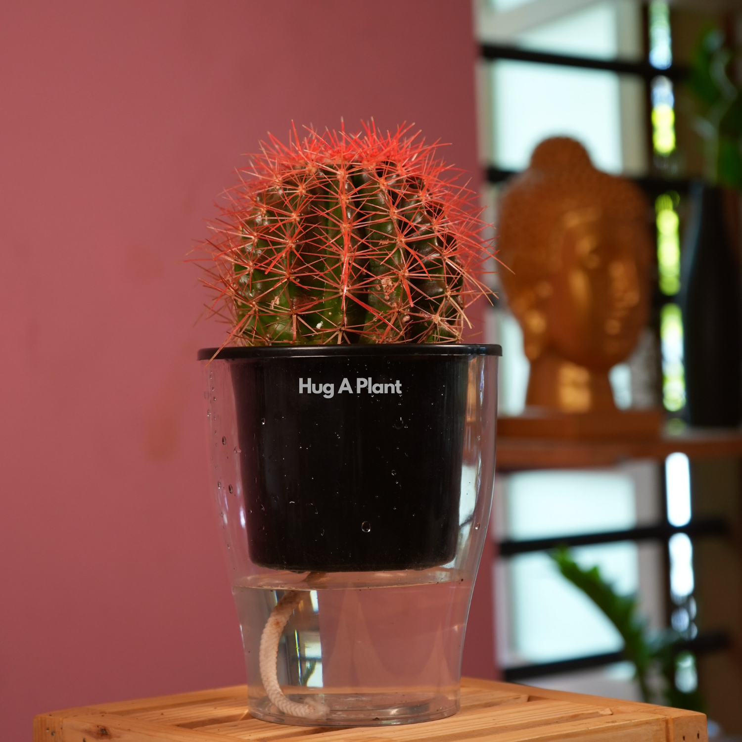 Ball Cactus Red (Parodia magnifica) - Live Plant (With 5 Inch Self-Watering Pot & Plant)