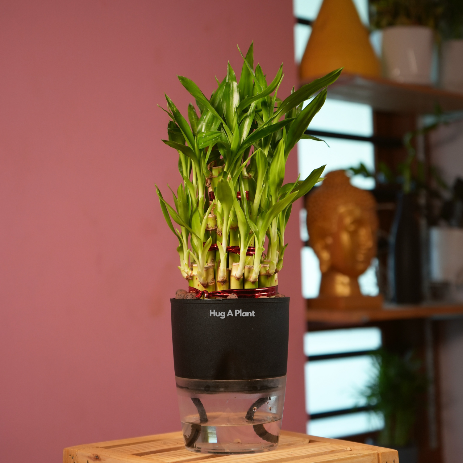 3 Layer Lucky Bamboo - Live Plant (With Self-Watering Pot & Plant)