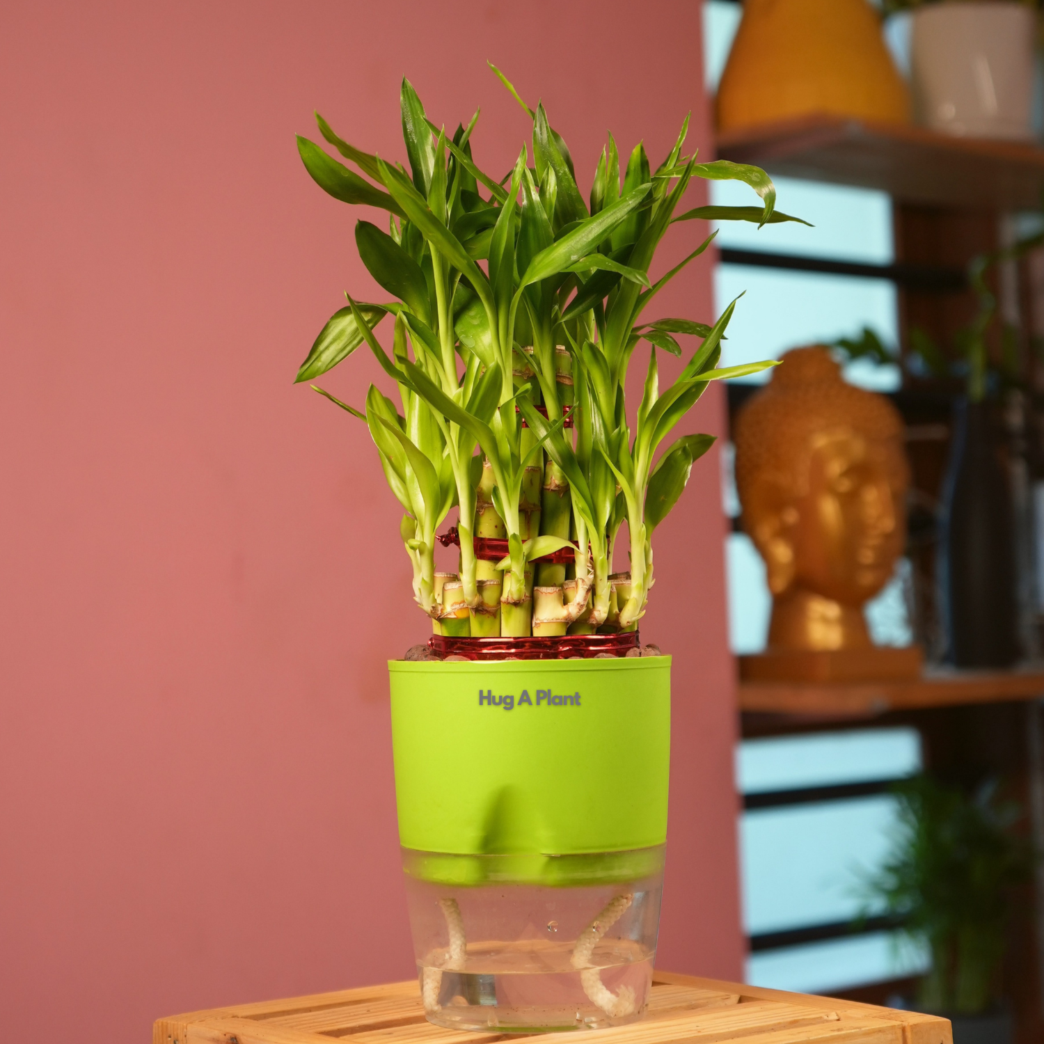 3 Layer Lucky Bamboo - Live Plant (With Self-Watering Pot & Plant)