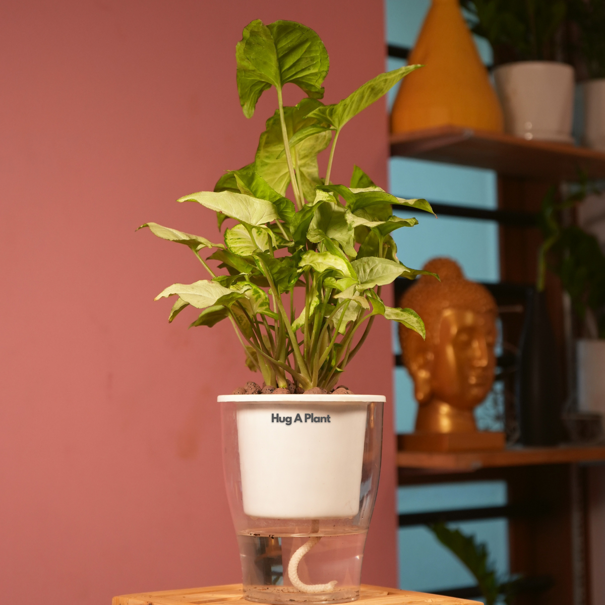 Syngonium White - Live Plant (With 5 Inch Self-Watering Pot & Plant)