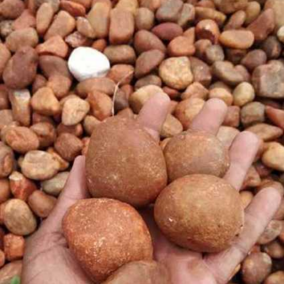 Pondicherry Washed Pebbles for Decoration |Garden|Table|Terrariums| Home Decor|Vase Fillers