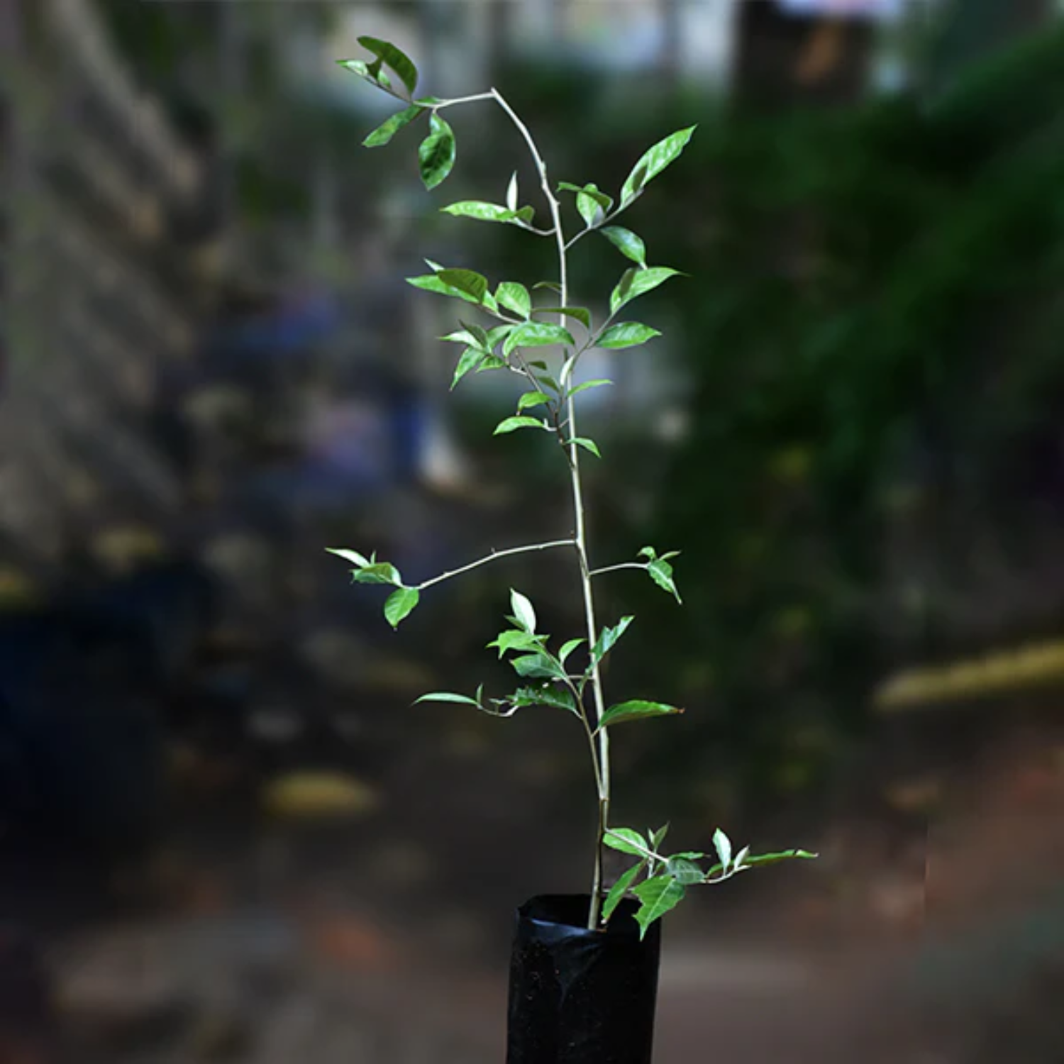 Silver Berry (Elaeagnus Commutata) Layered Fruit Plant (Home & Garden Plants)